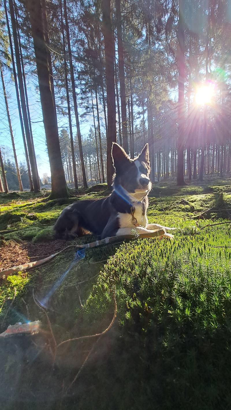 Hund liegt aufmerksam im sonnendurchfluteten Wald